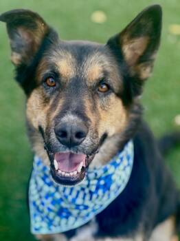 Rescue German Shepherd Dog and Australian Shepherd Dogs for Adoption in Aspen, Colorado - Teddy | PetCurious