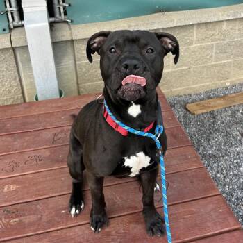 Mixed Breed Dogs Available for Adoption - Eggbert | PetCurious