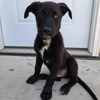 Biryani -  Mixed Breed Dog for Adoption in Buffalo, Minnesota - Biryani | PetCurious
