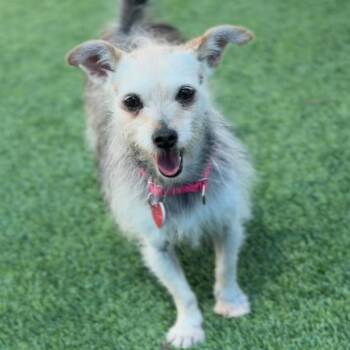 Cairn Terrier Dogs Available for Adoption in Los Angeles, California - Primrose A2258489 | PetCurious