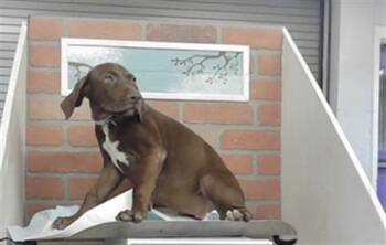 A2089307 -  Staffordshire Bull Terrier and Mixed Breed Dog for Adoption in Houston, Texas - A2089307 | PetCurious