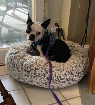 Pammie Jenoff KY 4853 -  Boston Terrier Dog for Adoption in Maryville, Tennessee - Pammie Jenoff KY 4853 | PetCurious