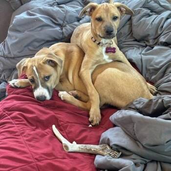 Hudson -  Terrier and Shepherd Dog for Adoption in Minneapolis, Minnesota - Hudson | PetCurious