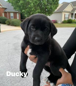 Mixed Breed Dogs Available for Adoption in Douglas, Massachusetts - Ducky  | PetCurious