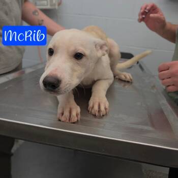 McRib -  Husky and Mixed Breed Dog for Adoption in Parkersburg, West Virginia - McRib | PetCurious
