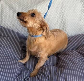 Levi -  Maltese and Dachshund Dog for Adoption in Fort Worth, Texas - Levi | PetCurious
