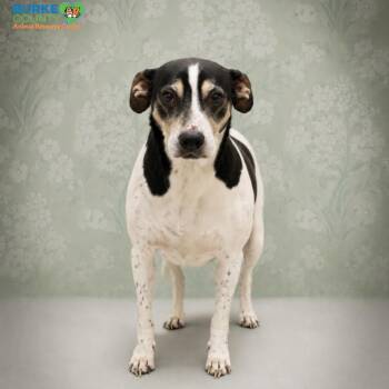 Joey -  Treeing Walker Coonhound and Mixed Breed Dog for Adoption in Morganton, North Carolina - Joey | PetCurious