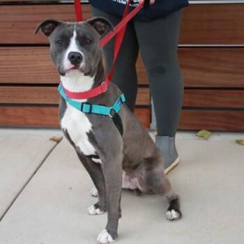 Ouzzie -  Pit Bull Terrier and Mixed Breed Dog for Adoption in Richmond, Virginia - Ouzzie | PetCurious