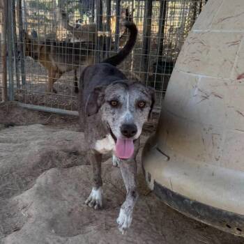 Shelby -  Catahoula Leopard Dog Dog for Adoption in Pembroke, Massachusetts - Shelby | PetCurious