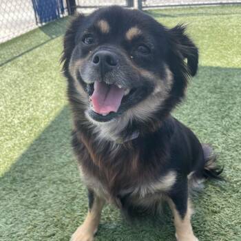 Spaniel Dogs Available for Adoption in Hawthorne, California - Anne | PetCurious