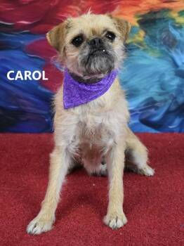 Pug and Shepherd Dogs Available for Adoption in Gilbert, Arizona - Carol | PetCurious