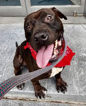 Morris Chestnut -  Pit Bull Terrier Dog for Adoption in Buffalo, New York - Morris Chestnut | PetCurious
