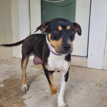 Luthien  1438 -  Mixed Breed Dog for Adoption in Loxahatchee Groves, Florida - Luthien  1438 | PetCurious