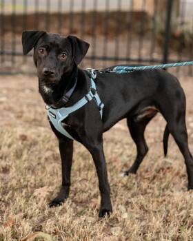 Black Labrador Retriever Dogs Available for Adoption in Pflugerville, Texas - Marty | PetCurious