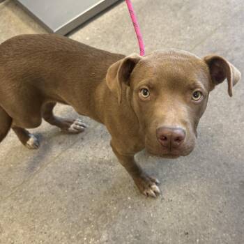 112125 -  Mixed Breed Dog for Adoption in Las Cruces, New Mexico - 112125 | PetCurious