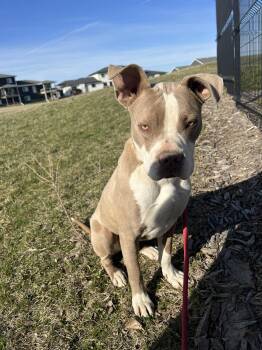 Pit Bull Terrier Dogs Available for Adoption - Parker | PetCurious