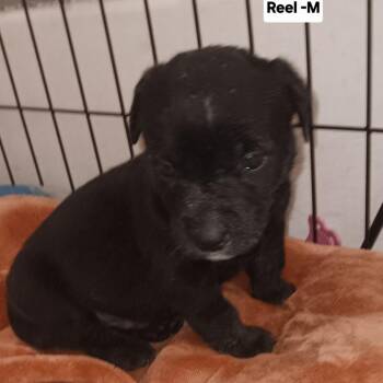 Reel -  Mixed Breed Dog for Adoption in Spring Hill, Kansas - Reel | PetCurious