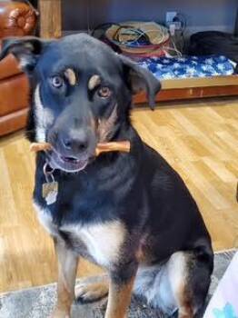 Penny -  Shepherd Dog for Adoption in Toronto, Ontario - Penny | PetCurious