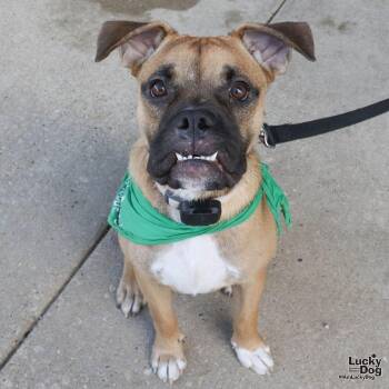Sir Benjamin Button -  Shepherd and Boxer Dog for Adoption in Washington, District Of Columbia - Sir Benjamin Button | PetCurious
