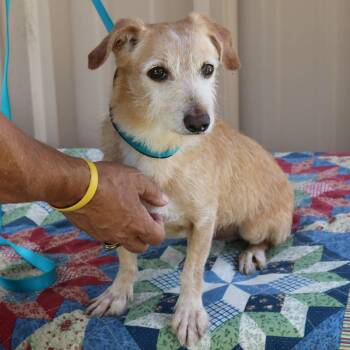 Drummer -  Dachshund Dog for Adoption in Bandera, Texas - Drummer | PetCurious