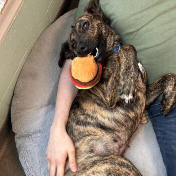 Maggie -  Hound Dog for Adoption in South Elgin, Illinois - Maggie | PetCurious