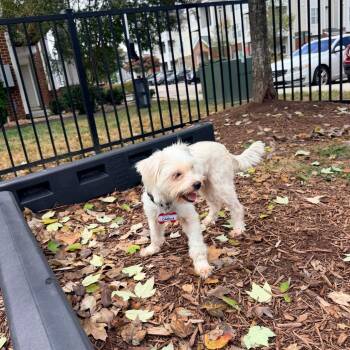 Camilla -  Poodle and Mixed Breed Dog for Adoption in Wake Forest, North Carolina - Camilla | PetCurious