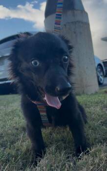 Chihuahua Dogs Available for Adoption - Lowah | PetCurious