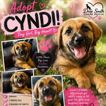 Cyndi 7545 -  Mixed Breed Dog for Adoption in Loxahatchee Groves, Florida - Cyndi 7545 | PetCurious