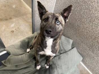 Australian Cattle Dog Blue Heeler Dogs Available for Adoption - Lindsey A438689 | PetCurious