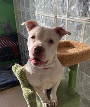 American Bulldog Dogs Available for Adoption - Penelope | PetCurious