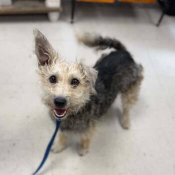Doralee -  Terrier and Mixed Breed Dog for Adoption in Jacksboro, Tennessee - Doralee | PetCurious