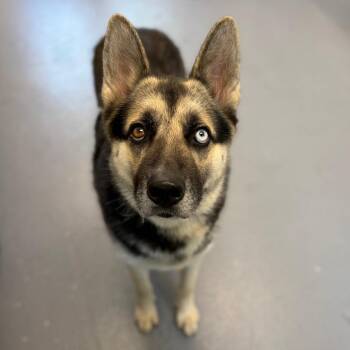 Duke -  Mixed Breed Dog for Adoption in Sarasota, Florida - Duke | PetCurious
