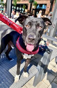 Apollo -  Mixed Breed Dog for Adoption in Glen Rock, New Jersey - Apollo | PetCurious