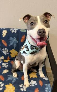 Taylor -  American Staffordshire Terrier Dog for Adoption in Grove, Oklahoma - Taylor | PetCurious