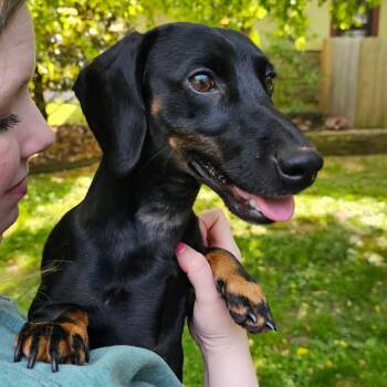 Slinky -  Dachshund Dog for Adoption in Versailles, Kentucky - Slinky | PetCurious