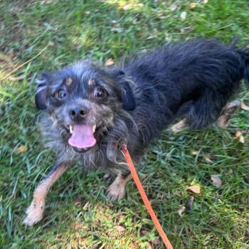 Spiffy -  Mixed Breed and Terrier Dog for Adoption in York, Pennsylvania - Spiffy | PetCurious