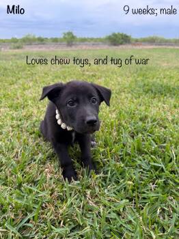 Black Labrador Retriever and German Shepherd Dog Dogs Available for Adoption in Paramus, New Jersey - Milo | PetCurious