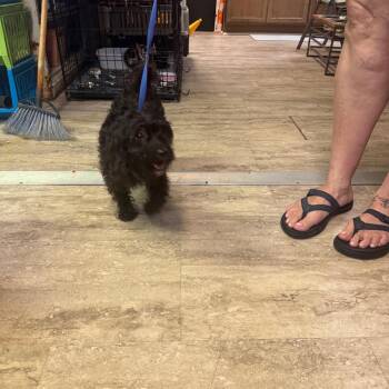 Curly Sue -  Miniature Poodle and Mixed Breed Dog for Adoption in Hinesville, Georgia - Curly Sue | PetCurious