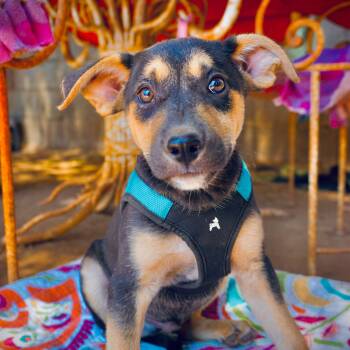 Shiro -  Labrador Retriever and Mixed Breed Dog for Adoption in San Diego, California - Shiro | PetCurious