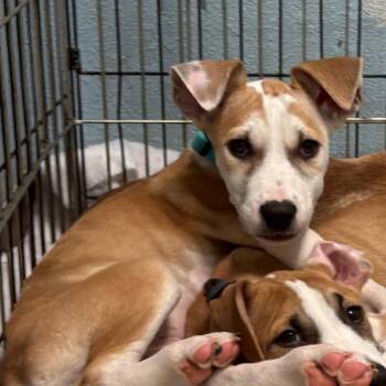 Gluten - Butler Campus -  Mixed Breed Dog for Adoption in Flagstaff, Arizona - Gluten - Butler Campus | PetCurious