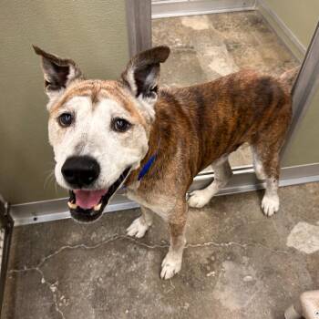 Jack Jack -  Pit Bull Terrier and Husky Dog for Adoption in Woodinville, Washington - Jack Jack | PetCurious