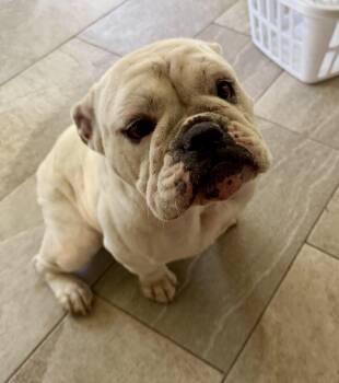 English Bulldog Dogs Available for Adoption in Walker, Louisiana - Magnolia | PetCurious