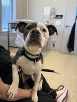 Buzz -  Mixed Breed Dog for Adoption in Lafayette, Indiana - Buzz | PetCurious