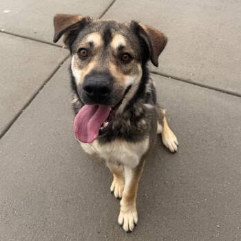 Mixed Breed and German Shepherd Dog Dogs Available for Adoption in Cheyenne, Wyoming - Taz | PetCurious