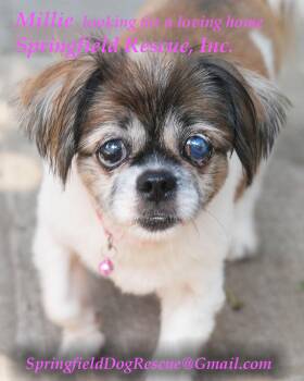 Rescue Shih Tzu Dogs for Adoption - Millie | PetCurious