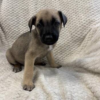 Hazel -  Shepherd and Mixed Breed Dog for Adoption in Long Beach, California - Hazel | PetCurious