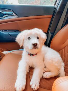 Jax -  Golden Retriever and Great Pyrenees Dog for Adoption in Goodyear, Arizona - Jax | PetCurious