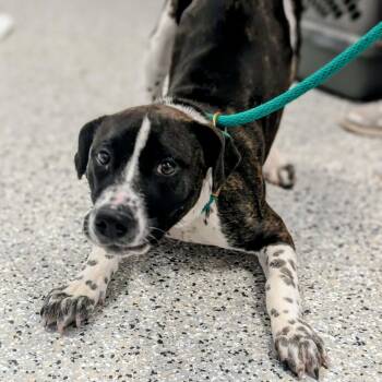 Australian Cattle Dog Blue Heeler Dogs Available for Adoption - Summer | PetCurious