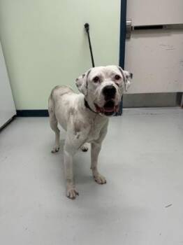 Volt -  Dogo Argentino and Mixed Breed Dog for Adoption in Savannah, Georgia - Volt | PetCurious