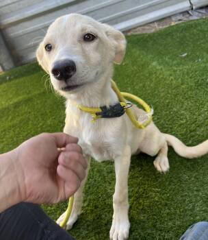 Rescue Labrador Retriever Dogs for Adoption in Harlingen, Texas - Harley | PetCurious